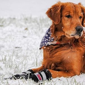 Bark Brite large lightweight neoprene dog boots